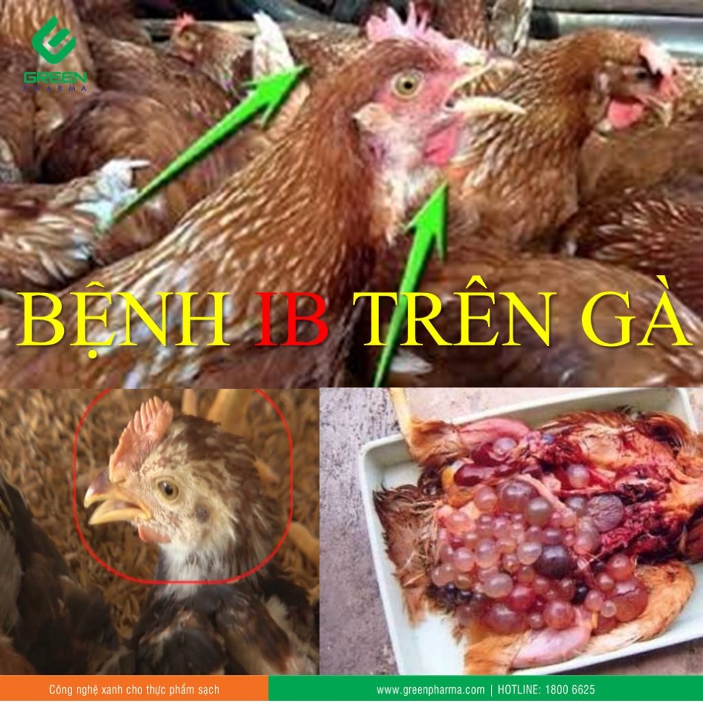 IB trên gà
