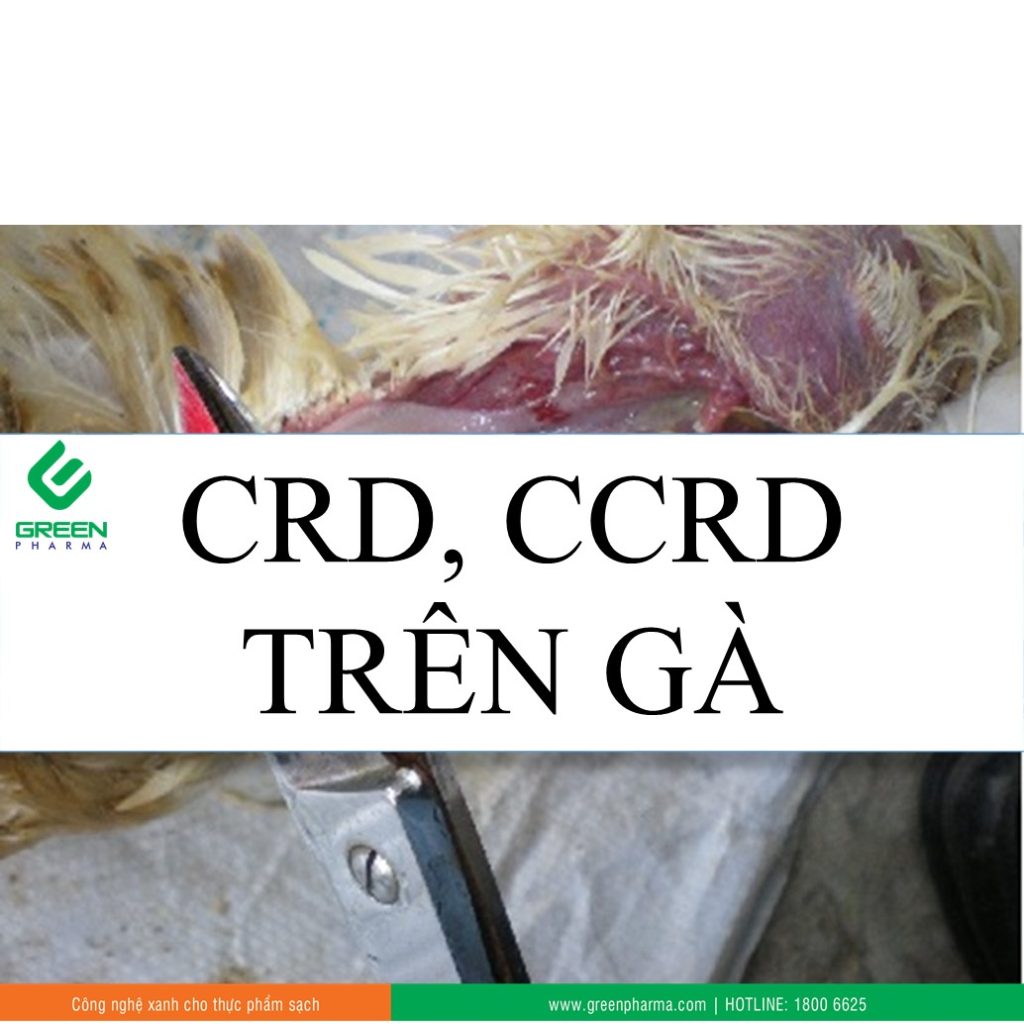 crd trên gà