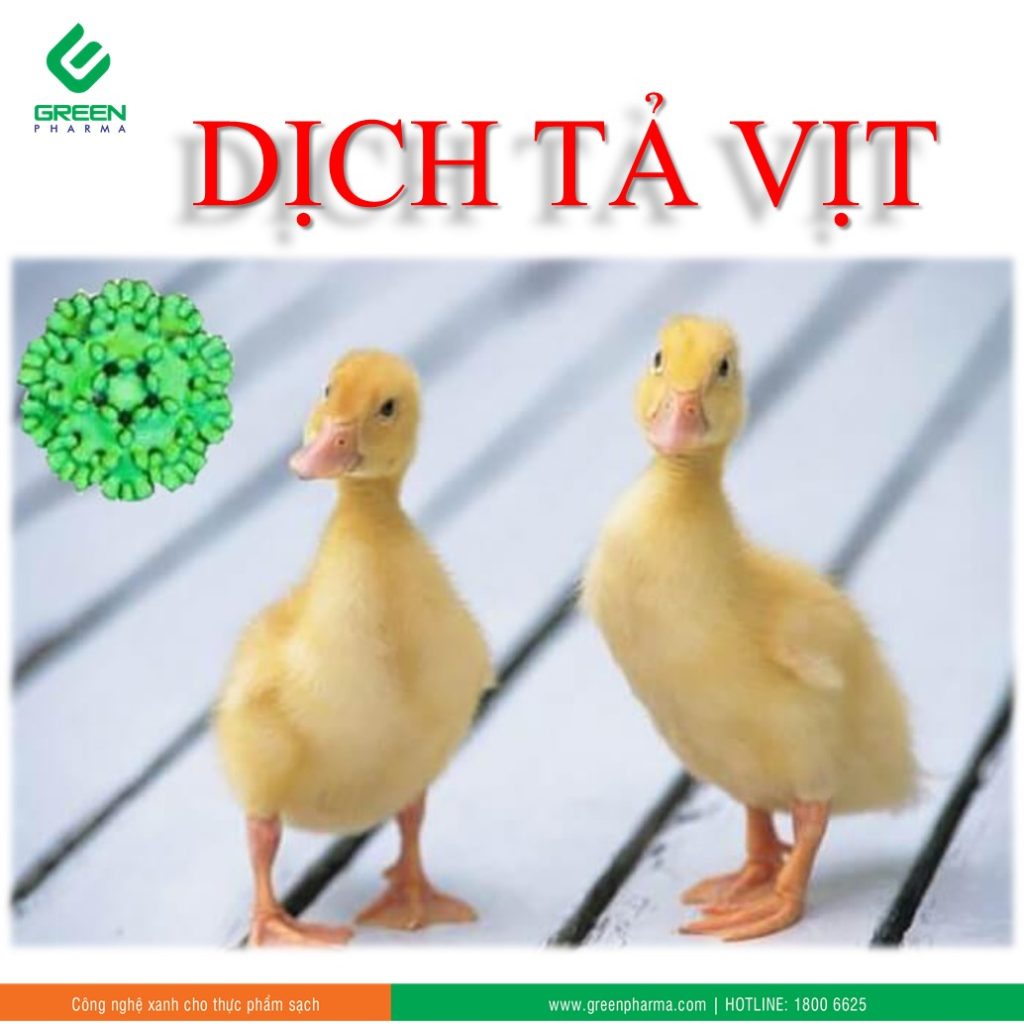 dịch tả vịt