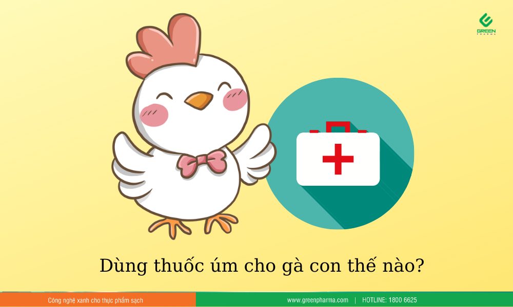 Thuốc Úm Gà Con Có Tác Dụng Gì? Bí Quyết Giúp Gà Con Khỏe Mạnh, Lớn Nhanh