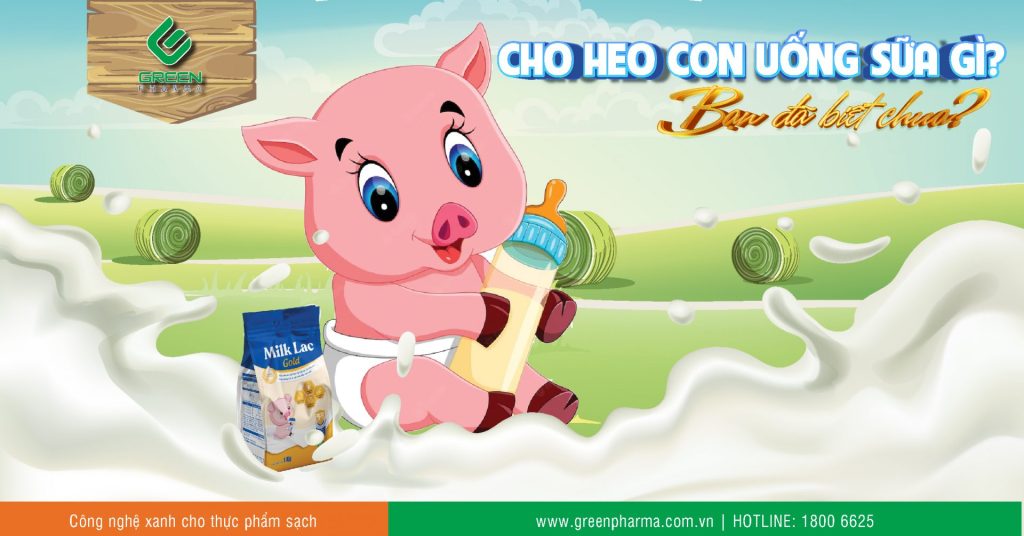 cho heo con uống sữa gì