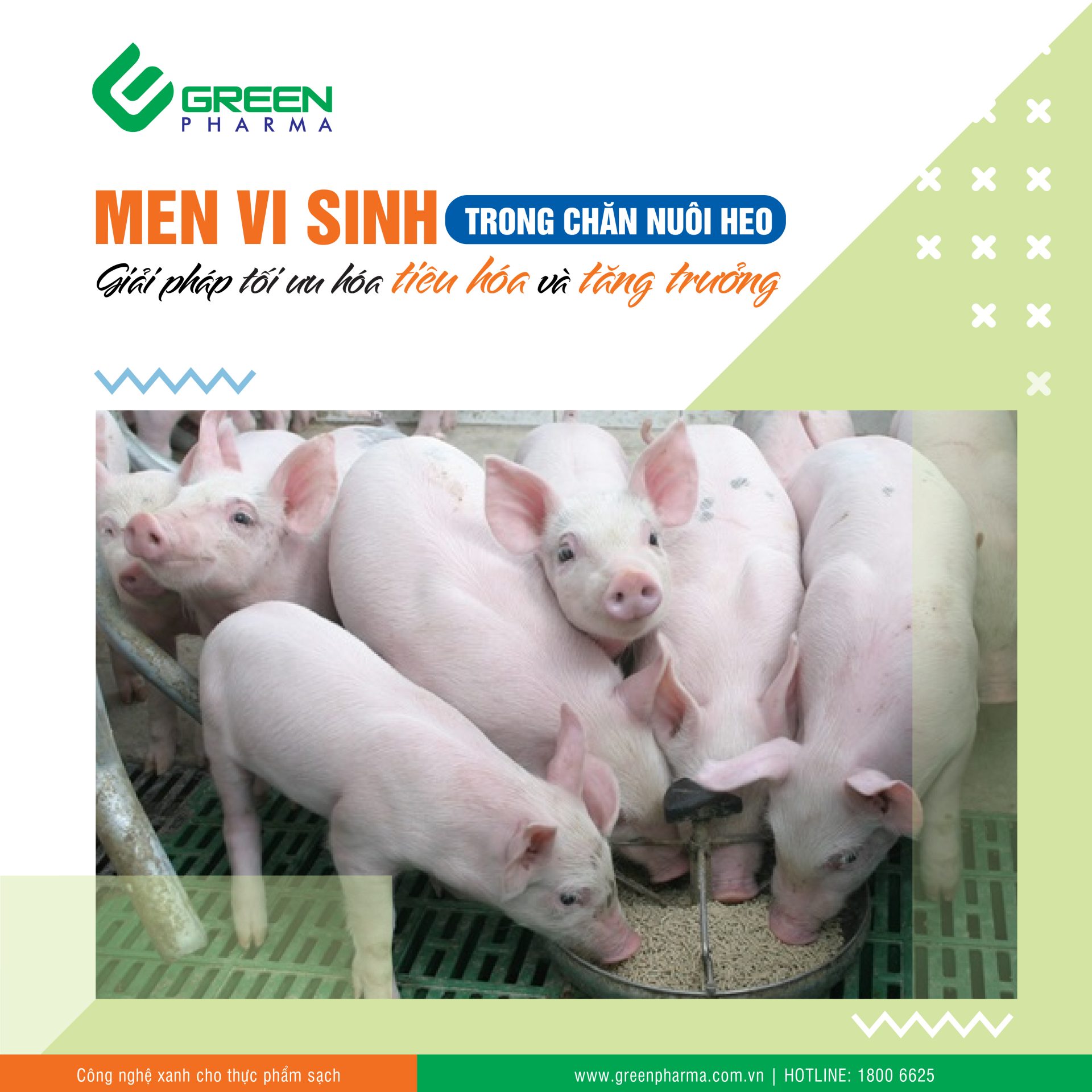 men vi sinh trong chan nuoi heo 01