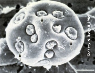 image001