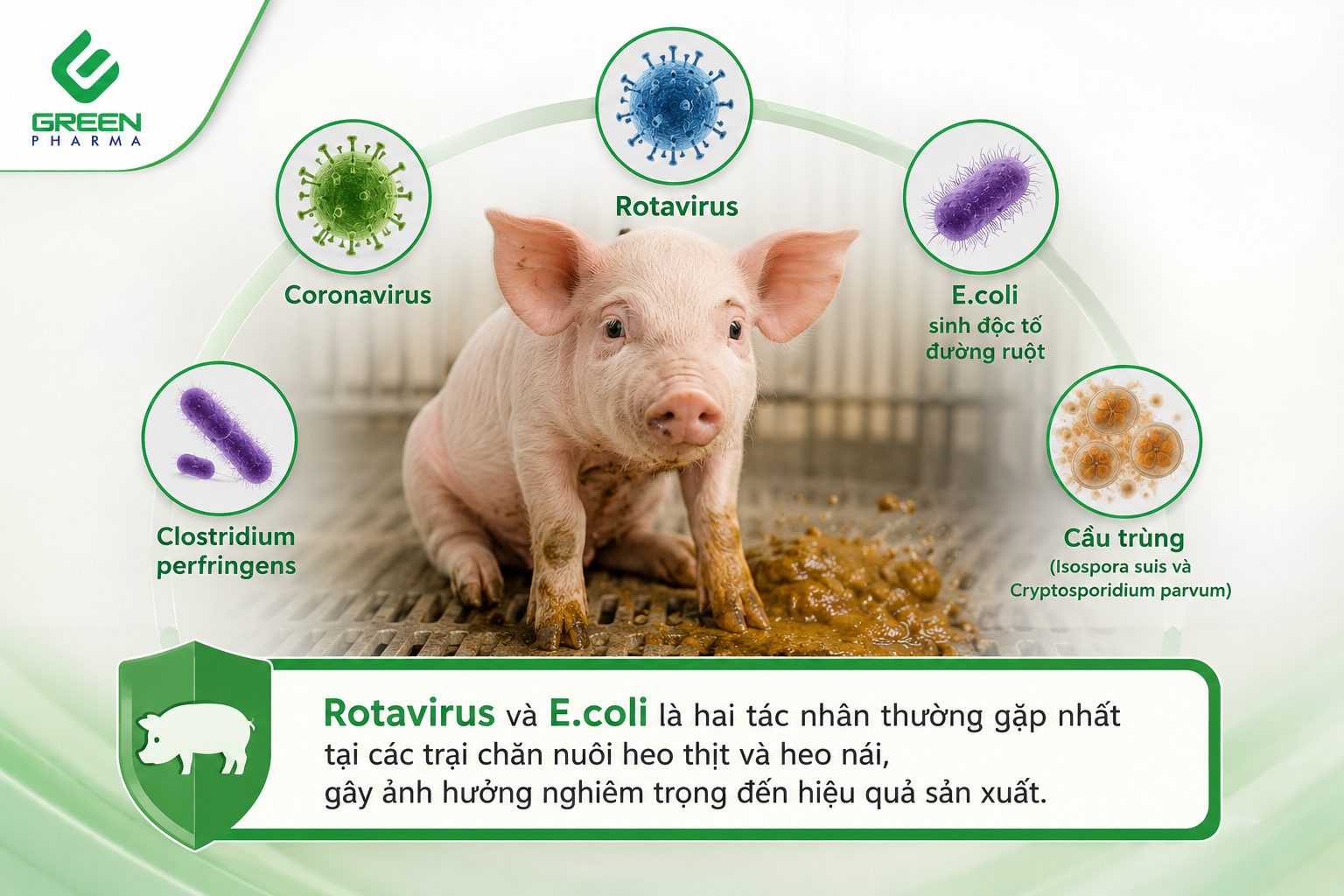Tác nhân gây tiêu chảy ở heo con