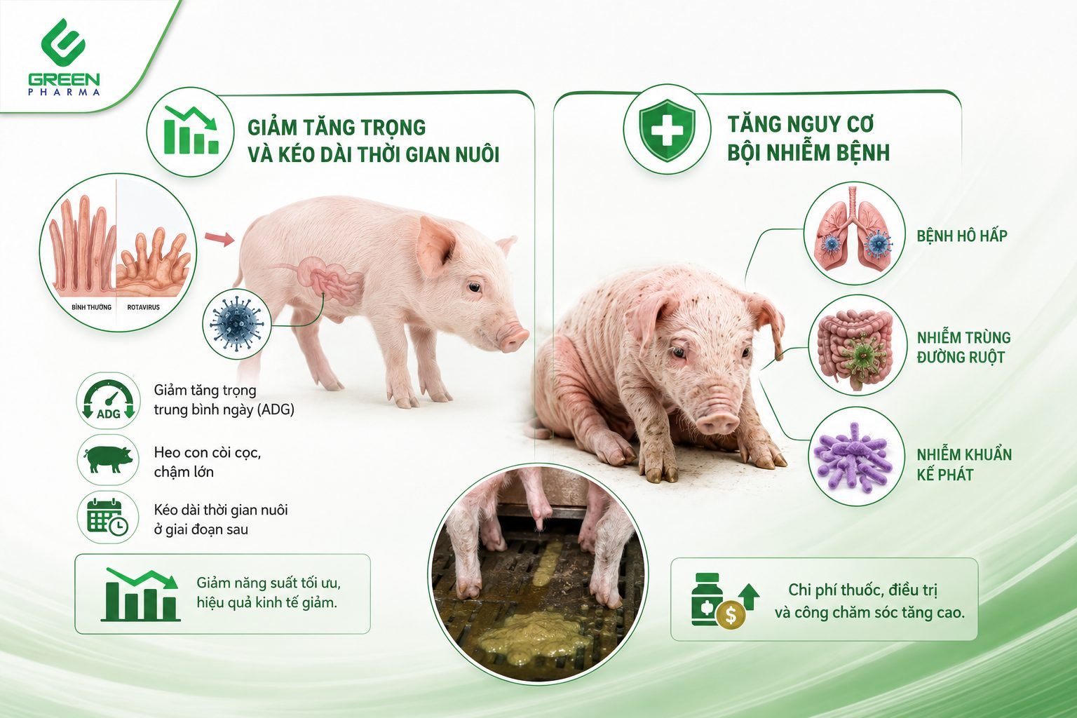 Tiêu chảy làm giảm năng suất heo con