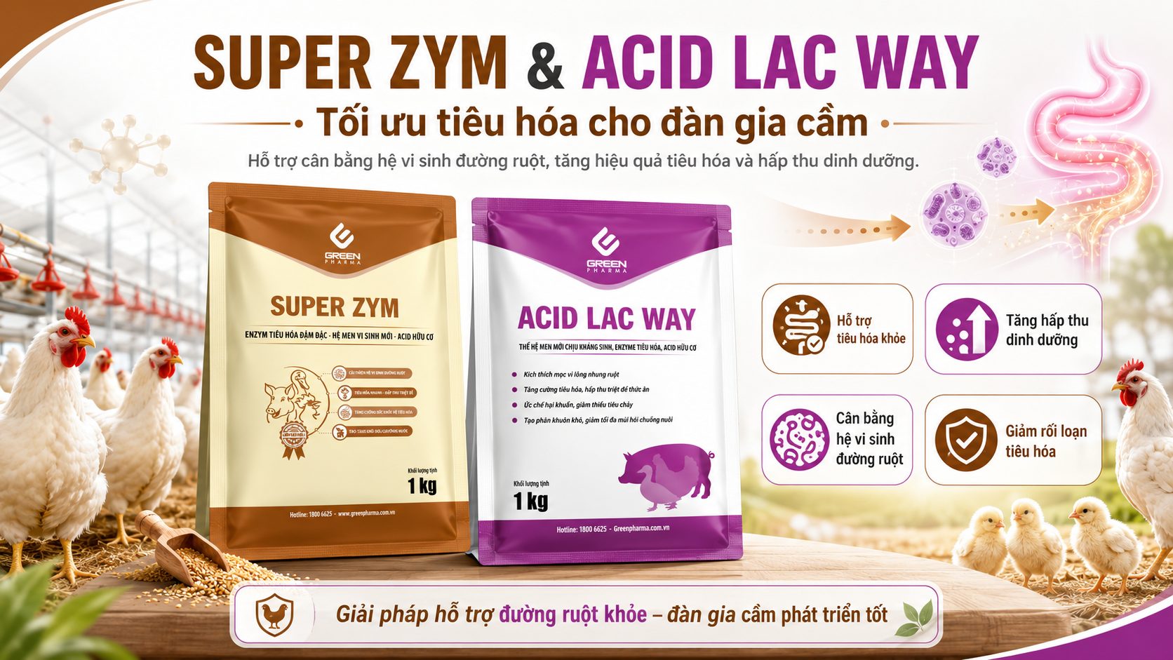 SUPER ZYM và ACID LAC WAY tối ưu tiêu hóa cho đàn gia cầm